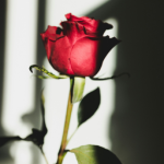 ROSAS ROJAS - Estrella