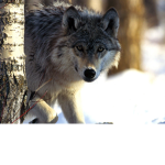 Wolf Group ~