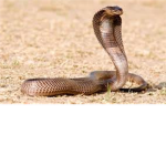 The "war" cobras