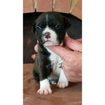 Puppy’s and kittens of ROBLOX