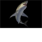 Great White Sharks
