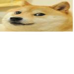 DogeSchool