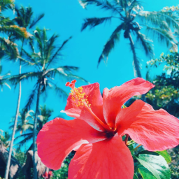 ❀ 🌺