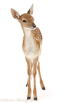 100000 deers