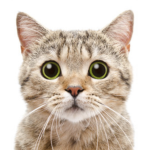 Theanimalmaniac2