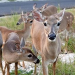 Fawns Friends!