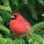 Big red bird group Group Thumbnail