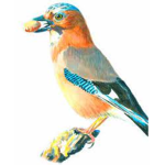 Geometry Birds
