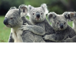 Koalas sleepover
