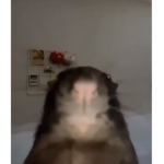Lol. Ham