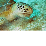 turtle group epic chill