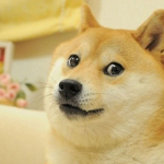 Doggo Clothes