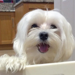 YAKO :D