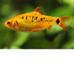 Good Fish Group