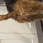 DOGE C L A N