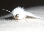 le moth group