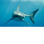 Sharkingdom