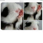CHICKEN PANDA GUINEA PIG SLOTH ALL ANIMALS TEAM