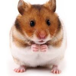 HAMSTERS UNlTED