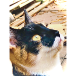 ~Alex’s cat~