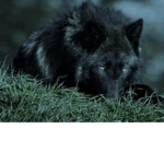 Wolf_Alpha366