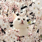 <3The Official Kittens Group<3