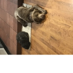Puppy group!!!! I love puppies and dogs
