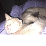 Kitty_KatzStudioz