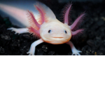 Axolotl Fan Club For Axolotl Fans Only (AFCFAFO)