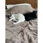 Cat army group of roblox USA