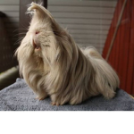 hairy guinea pigs