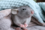 >rAtS< =>