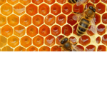Honey Bee Cult_