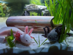 the axolotls g