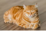 the awesome and cute cat group