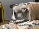 Vivan los gatos