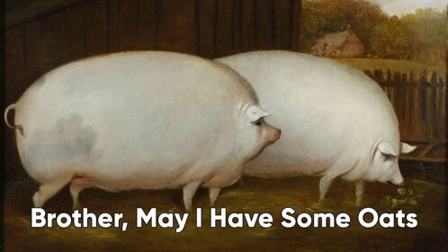🐷Survive the brother may I have some oats killer 