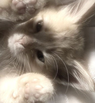 Cat Club_<3