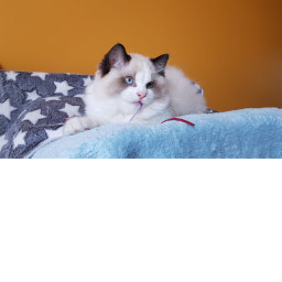 Mos