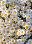 FLOWERS GANG<3