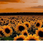 Sunflower_Baddie