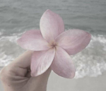 #THE SWEET ESCAPE