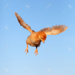 Sky Chickenz