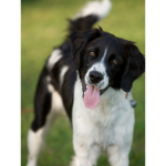 No bully puppy zone