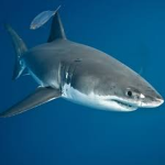 Shark kings bro