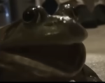 THE COUNClL OF GAMERS