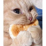 CAT_FANS_ONLY