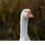 The lord goose rises