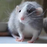 Lolrat army