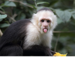 The Monkee group official